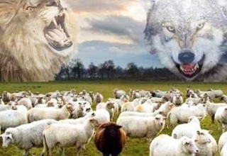 Nếu là bầy cừu, bạn chọn sống chung với sói hay sư tử !?
